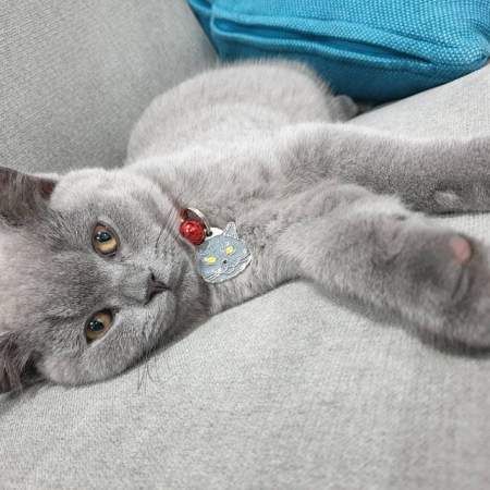 Cat ID tag british shorthair cat